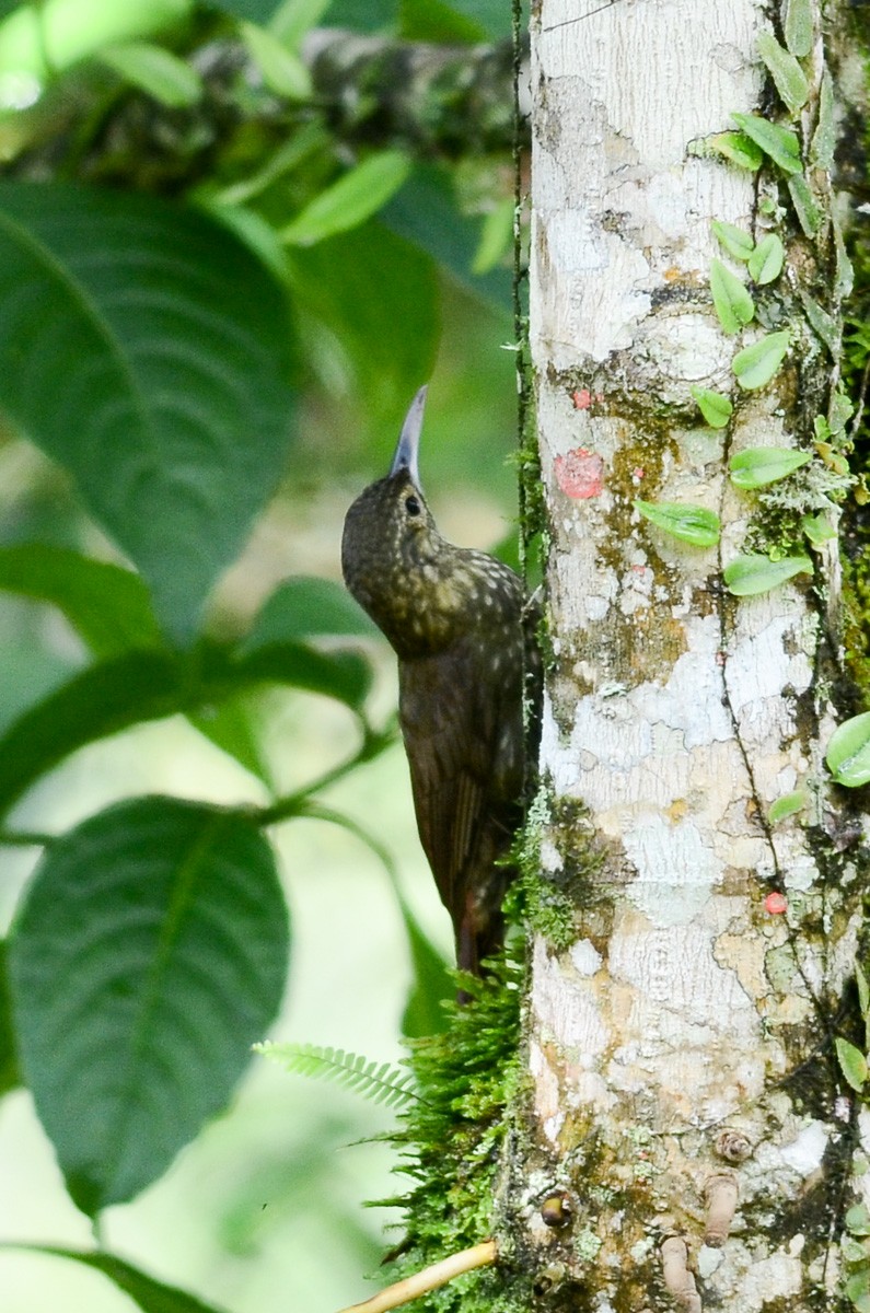 Spotted Woodcreeper (Berlepsch's) - ML57994431