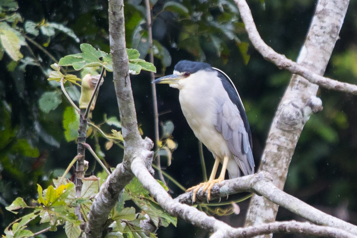 Black-crowned Night Heron - ML579944831