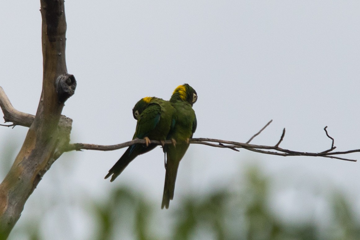 Yellow-collared Macaw - ML579944871