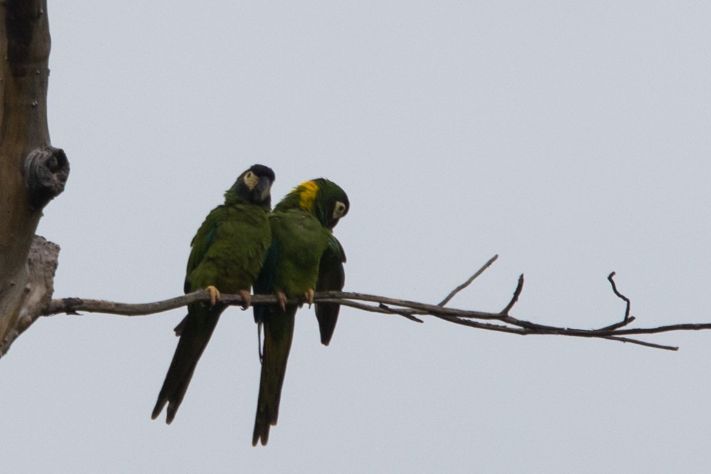 Yellow-collared Macaw - ML579944911