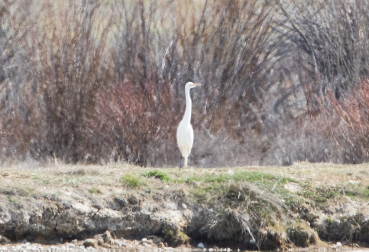 Great Egret - ML57994531