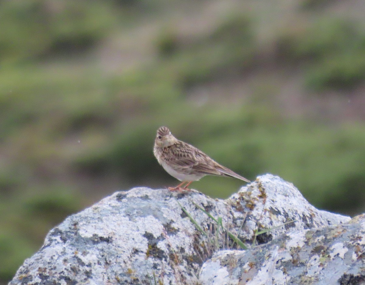 Eurasian Skylark - Daniela Secas