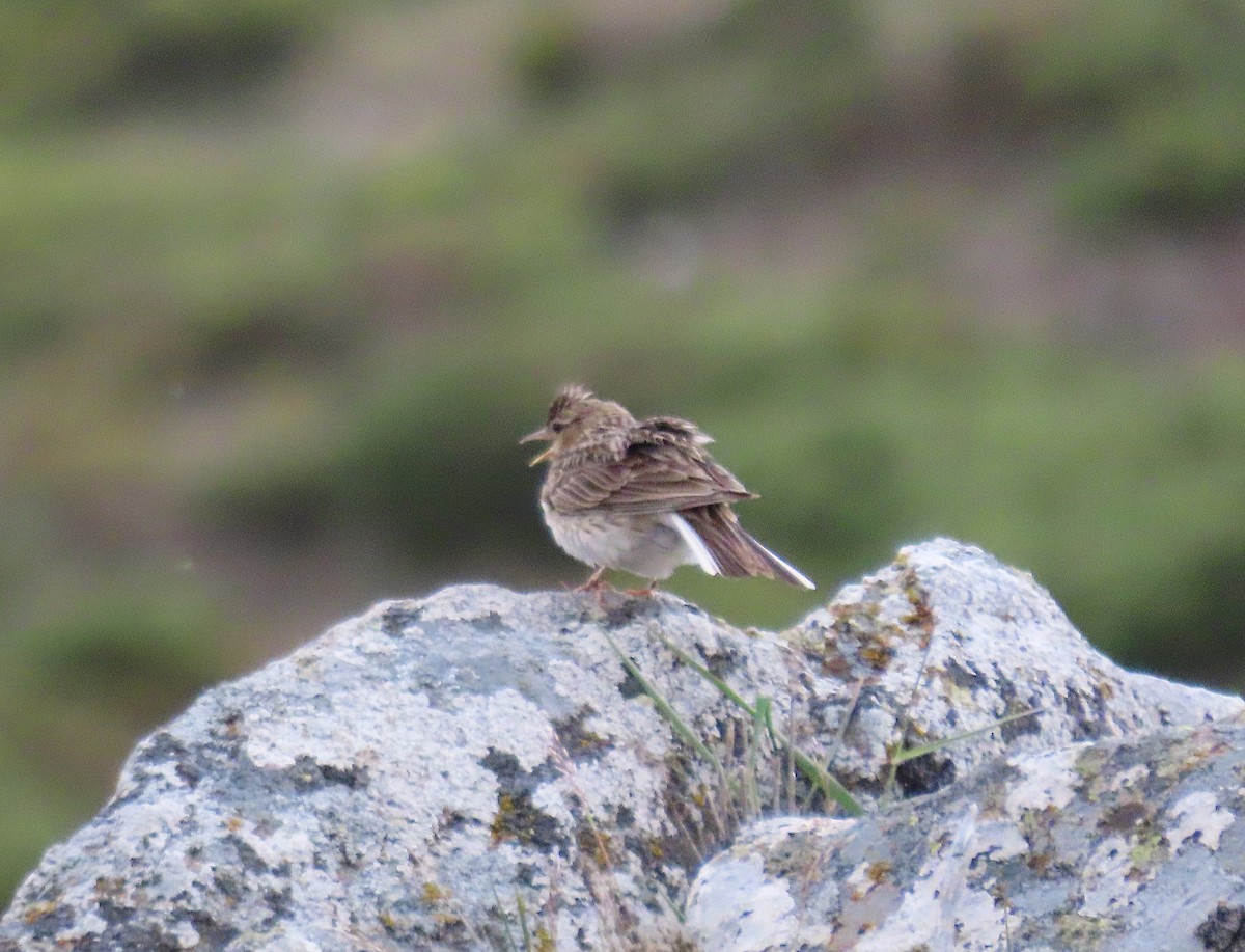 Eurasian Skylark - Daniela Secas