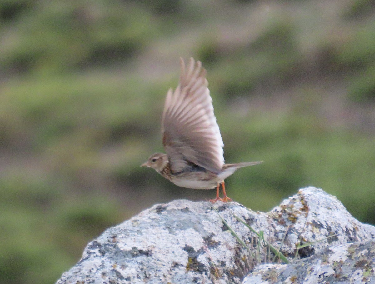 Eurasian Skylark - Daniela Secas