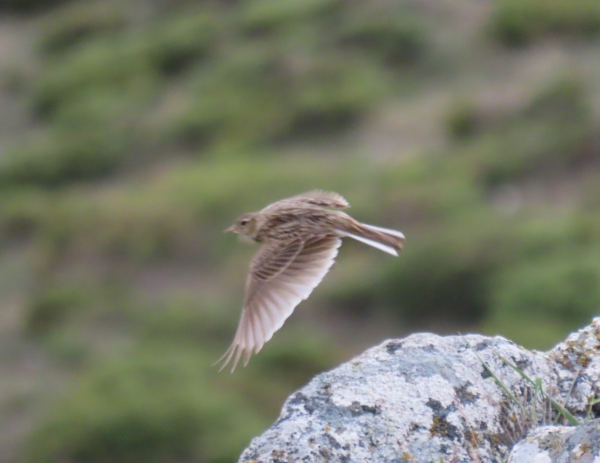 Eurasian Skylark - ML579945701