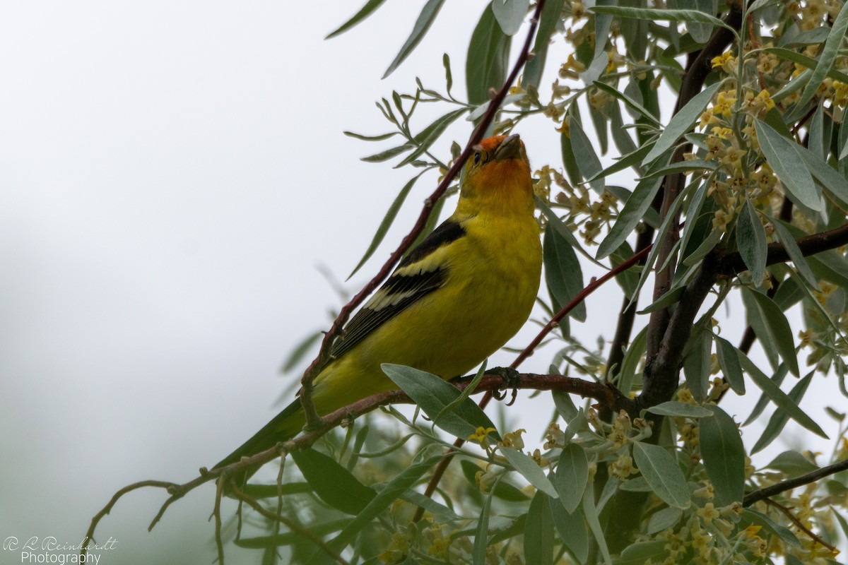 Western Tanager - Rodney Reinhardt