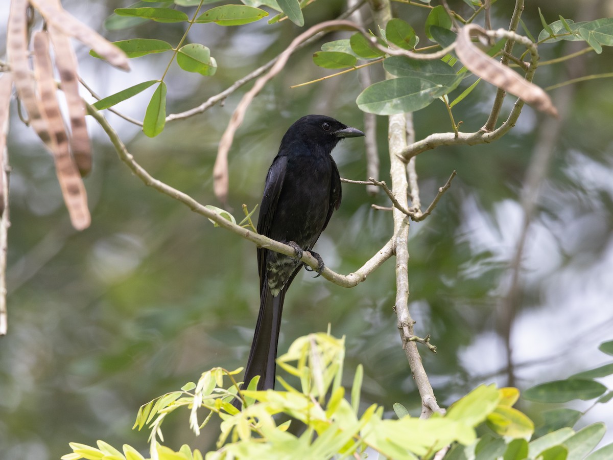 Black Drongo - ML579945981