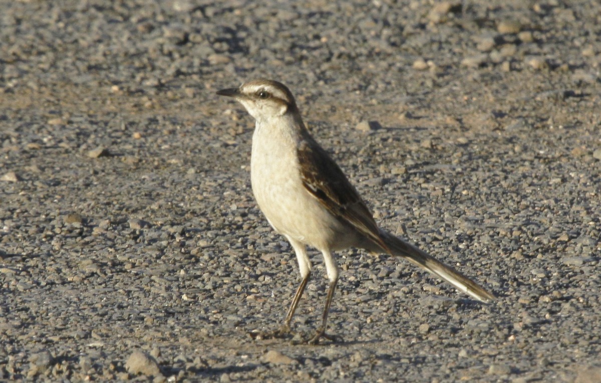 Chalk-browed Mockingbird - Stanislaw Czyz