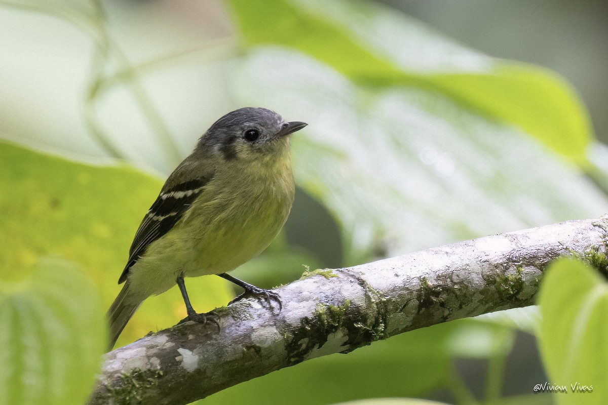 Ashy-headed Tyrannulet - ML579946461