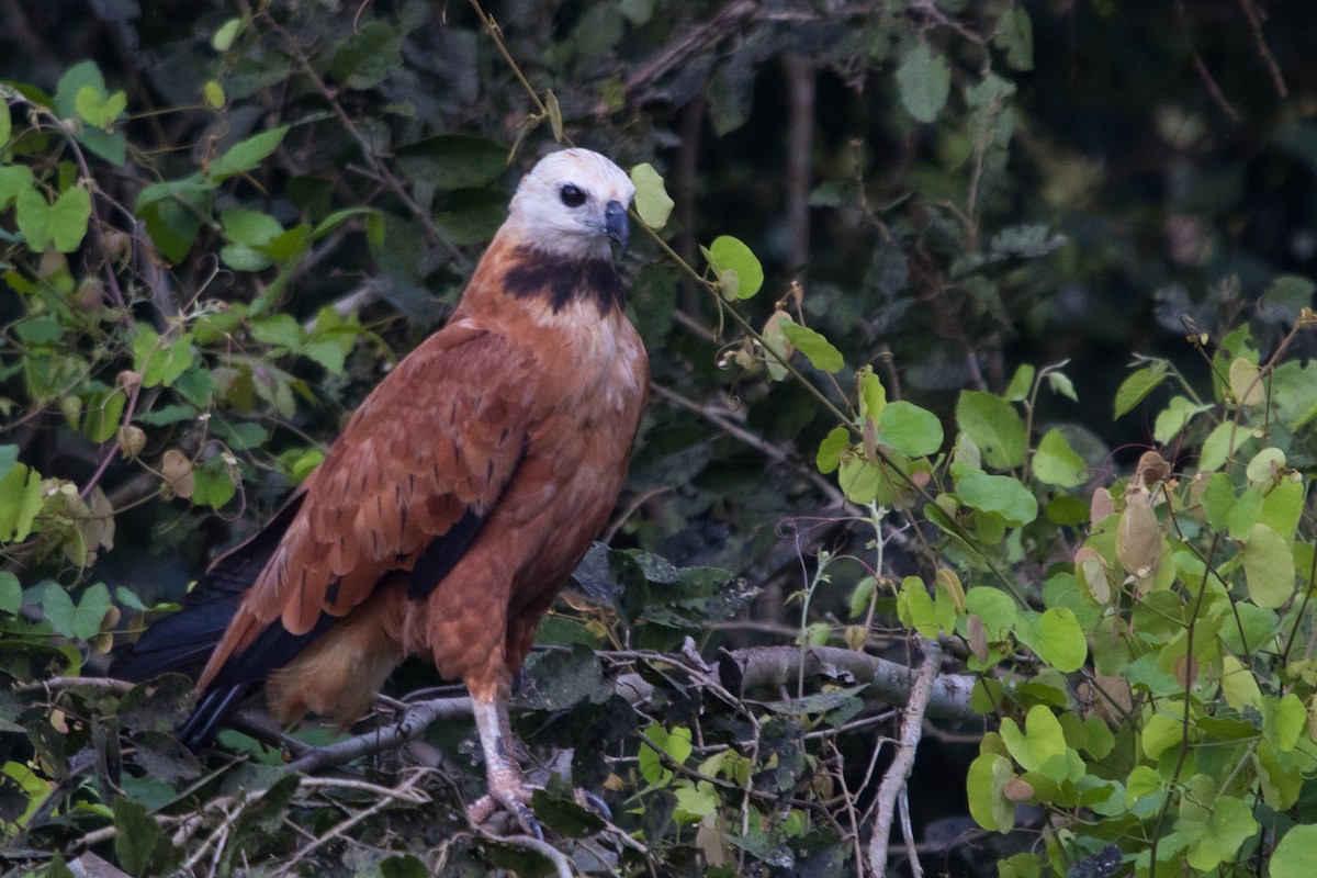 Black-collared Hawk - Roland Pfeiffer