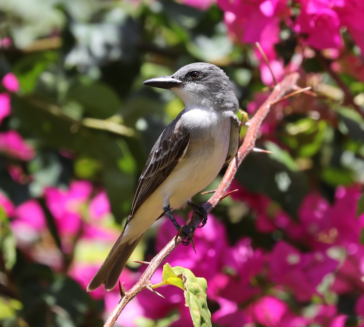 Gray Kingbird - ML579948851