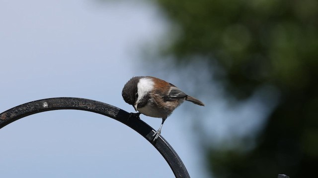 Mésange à dos marron - ML579948951