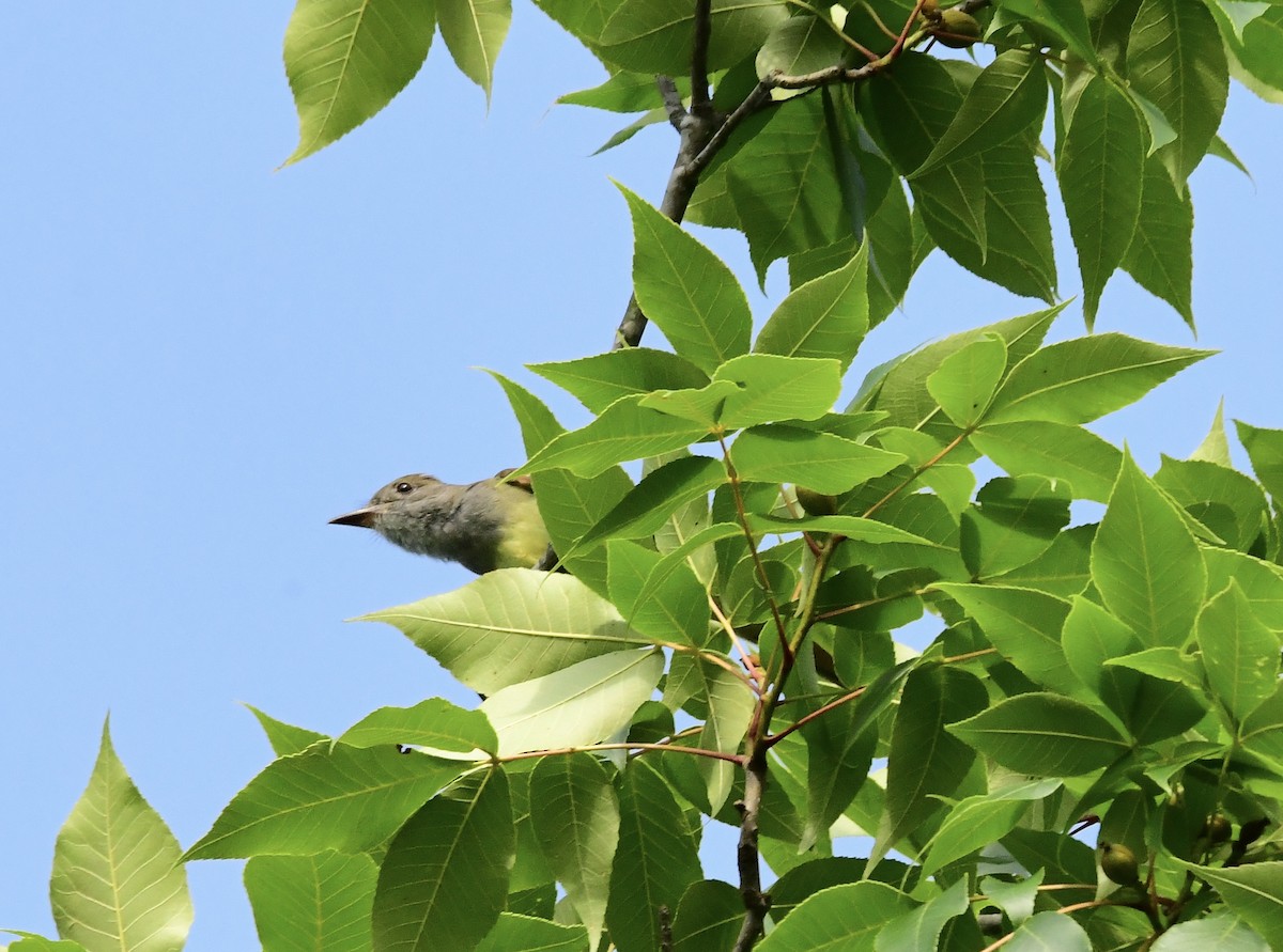 Great Crested Flycatcher - ML579949611