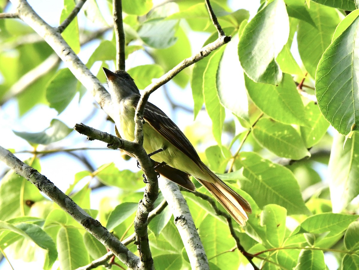 Great Crested Flycatcher - ML579949621