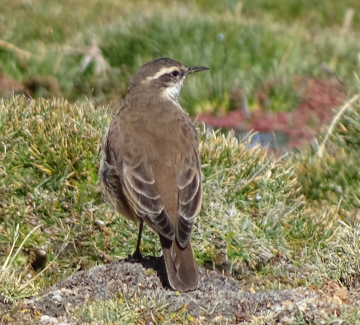 Schwarzschwanz-Uferwipper - ML57994981