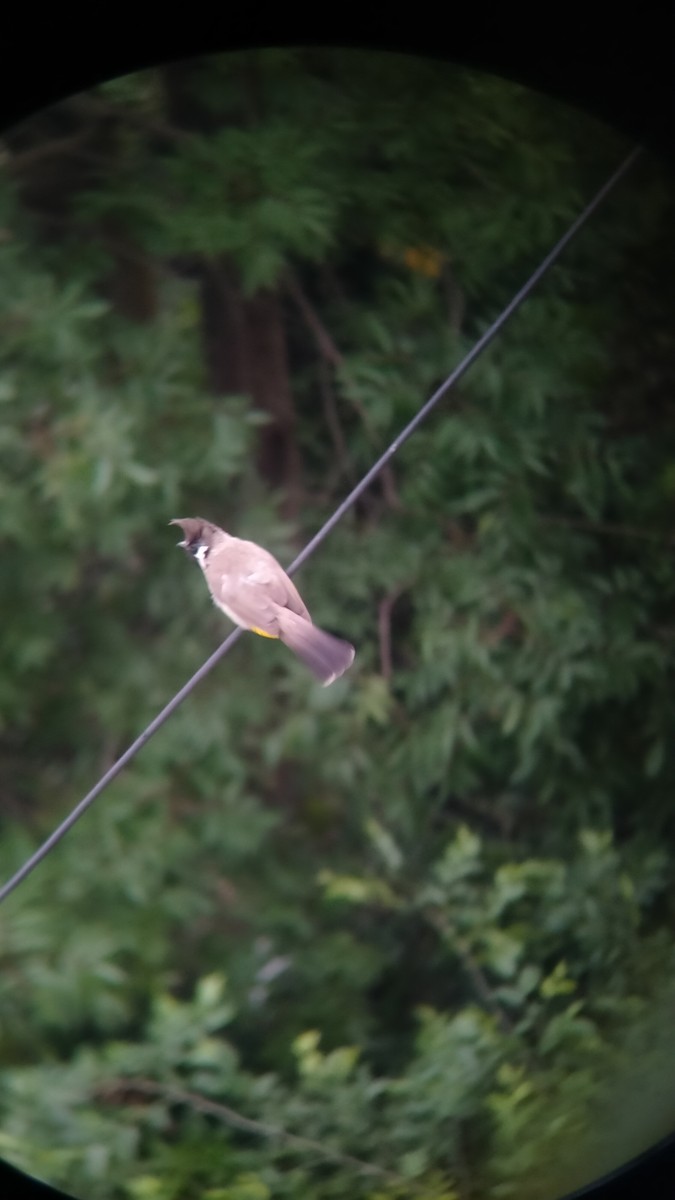 Himalayan Bulbul - ML579950241