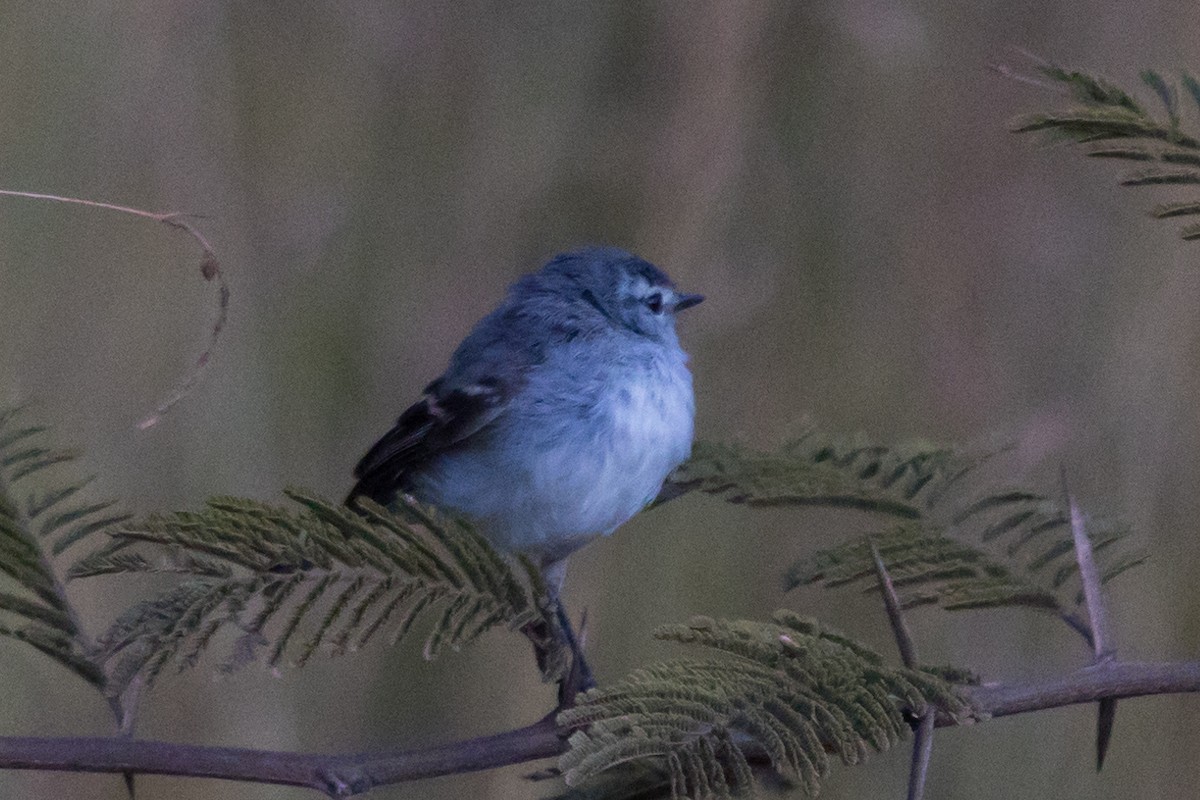 White-crested Tyrannulet (White-bellied) - ML579950591