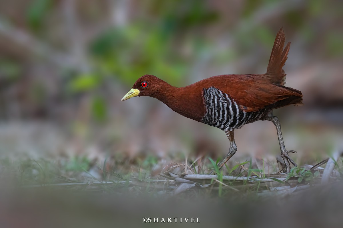 Andaman Crake - Shakti - Tribesmen.in