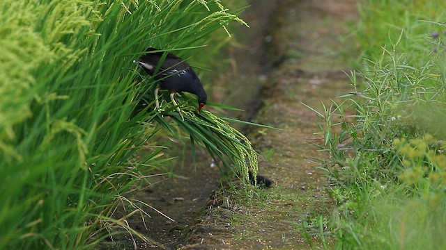 Eurasian Moorhen - ML579951151