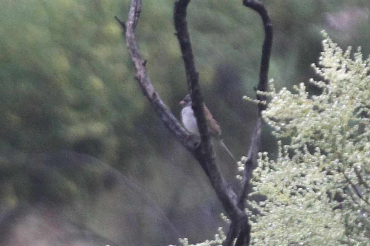 Black-chinned Sparrow - David Bailey