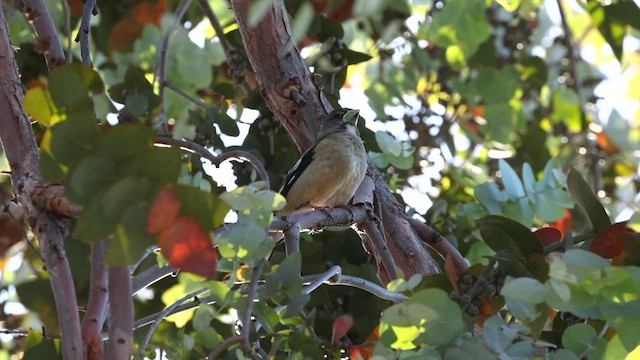 Evening Grosbeak - ML579952461