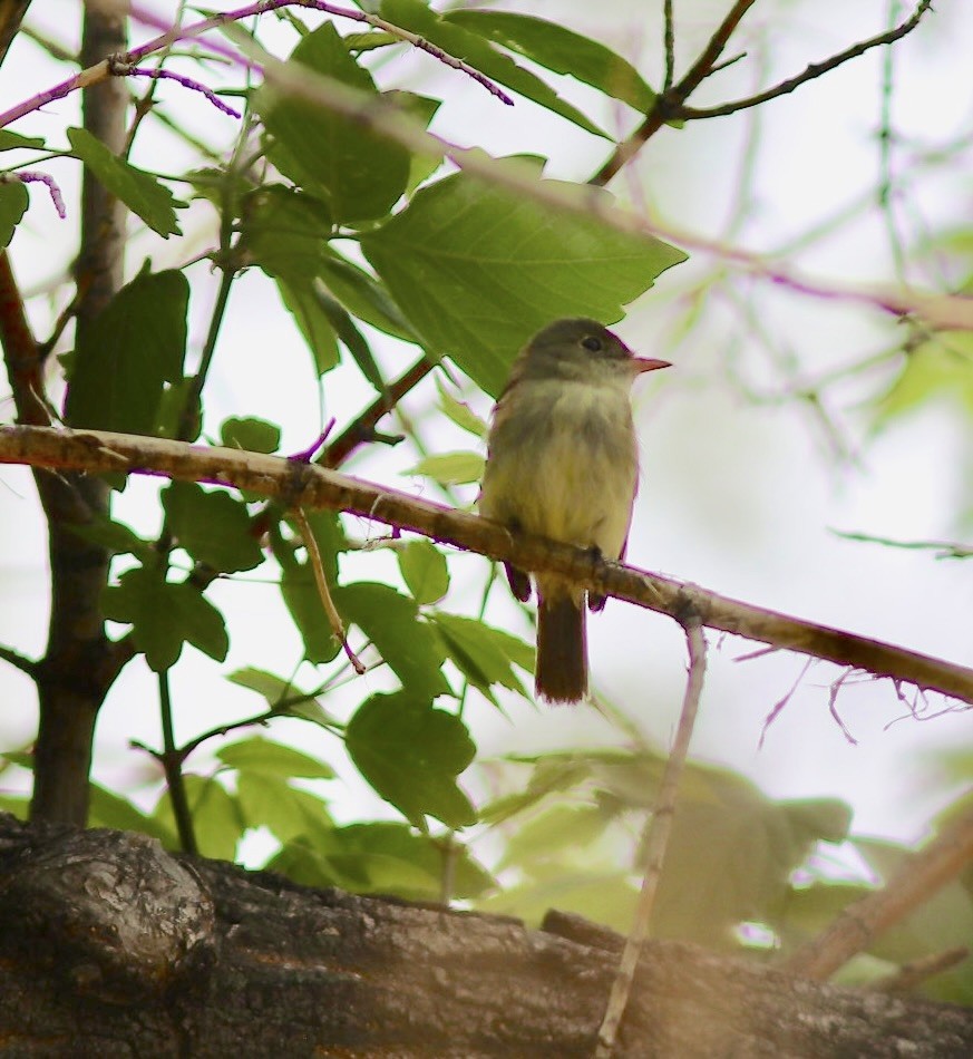 Acadian Flycatcher - ML579952751