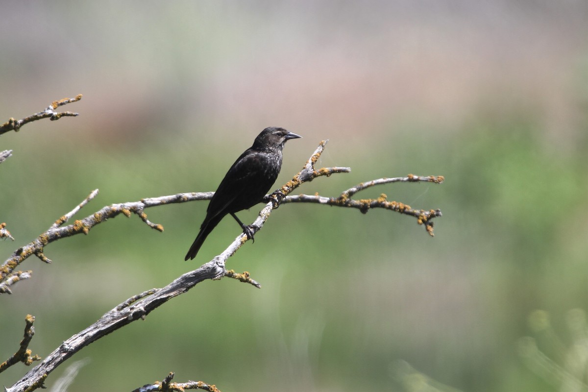 Tricolored Blackbird - ML579952941