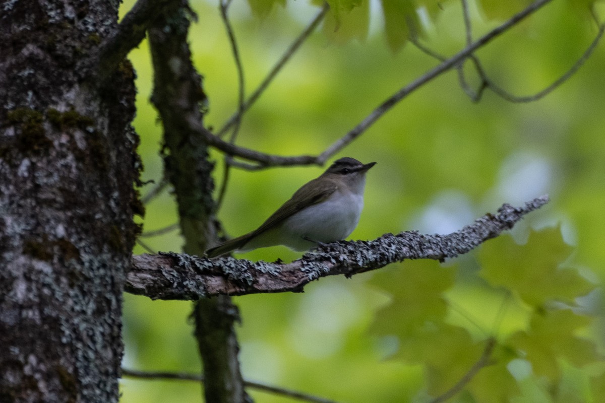 Vireo Ojirrojo - ML579952991
