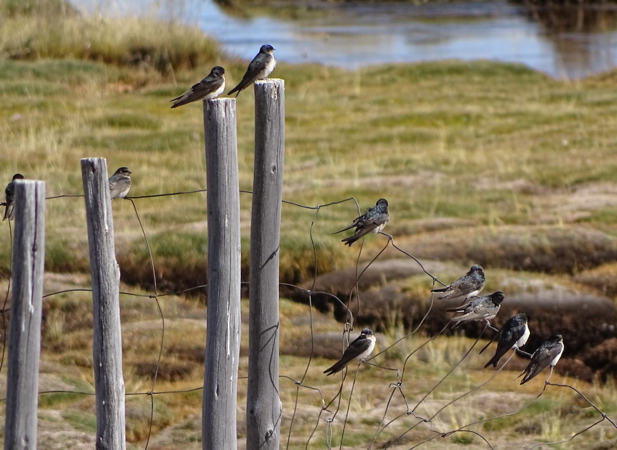 Andean Swallow - ML57995321