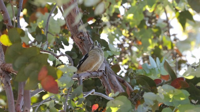 Evening Grosbeak - ML579953631