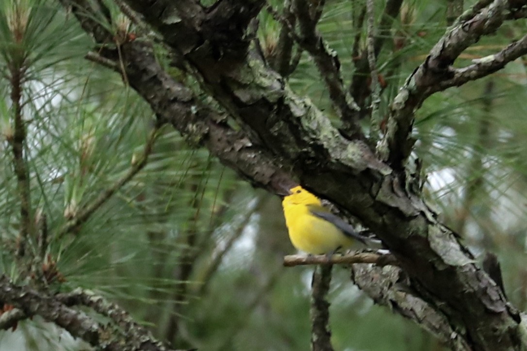 Prothonotary Warbler - ML579953961