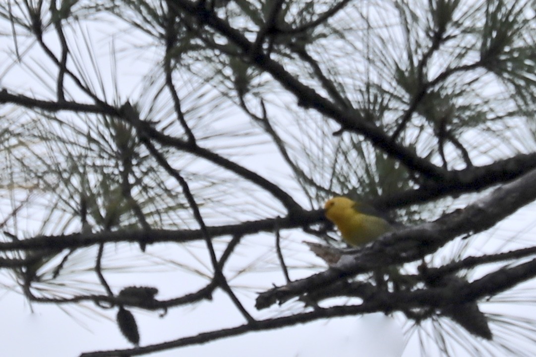 Prothonotary Warbler - ML579953971