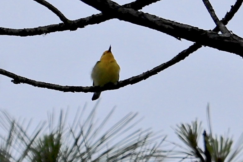 Prothonotary Warbler - ML579953981