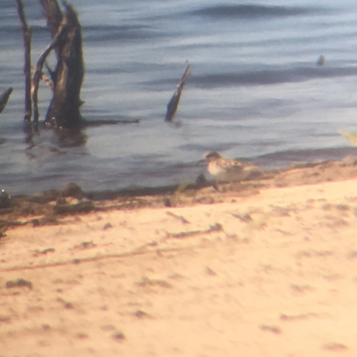 Bécasseau sanderling - ML57995421