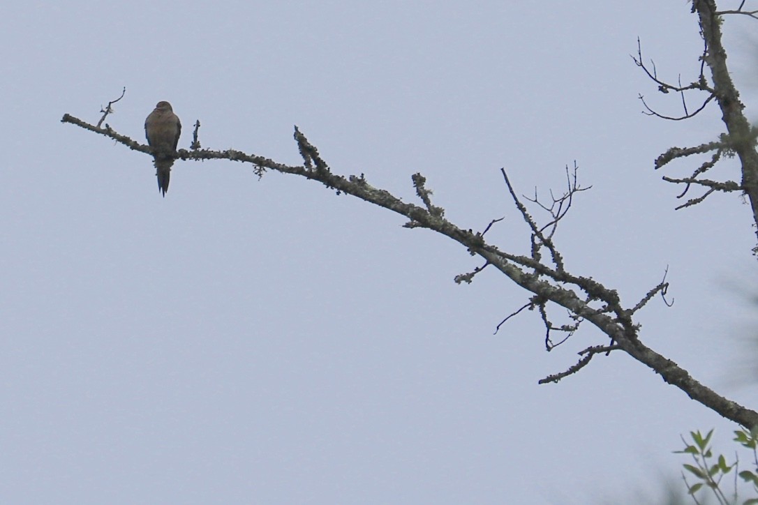 Mourning Dove - ML579954431