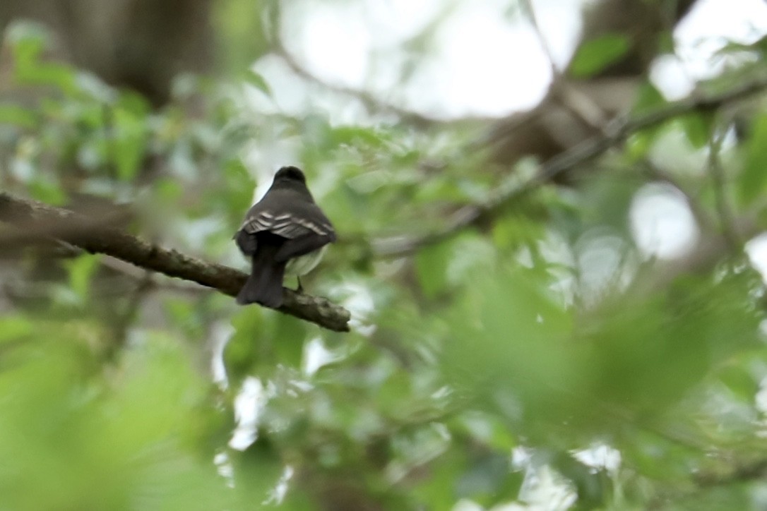 Acadian Flycatcher - ML579954911