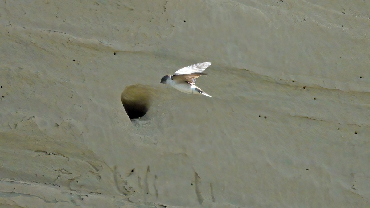 Northern Rough-winged Swallow - ML579955821