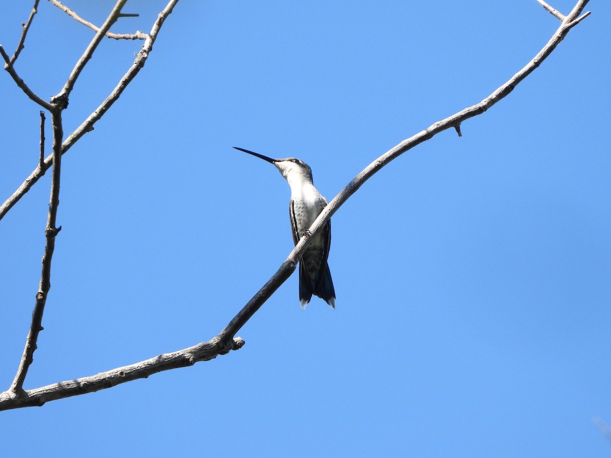 kolibřík cerradový - ML579956211