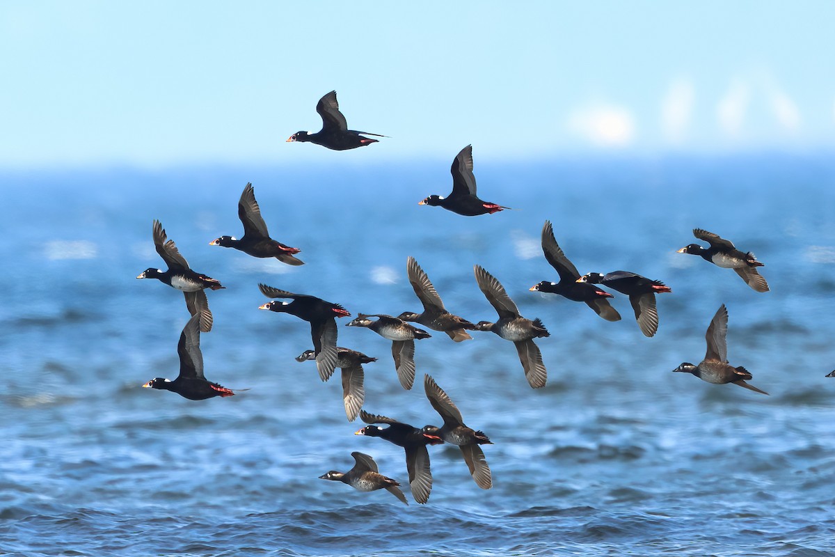 Surf Scoter - Serge Rivard