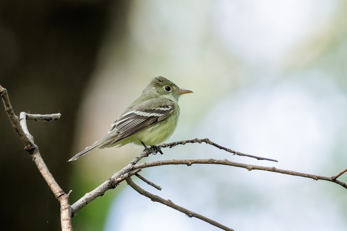 Acadian Flycatcher - Frédérick Lelièvre