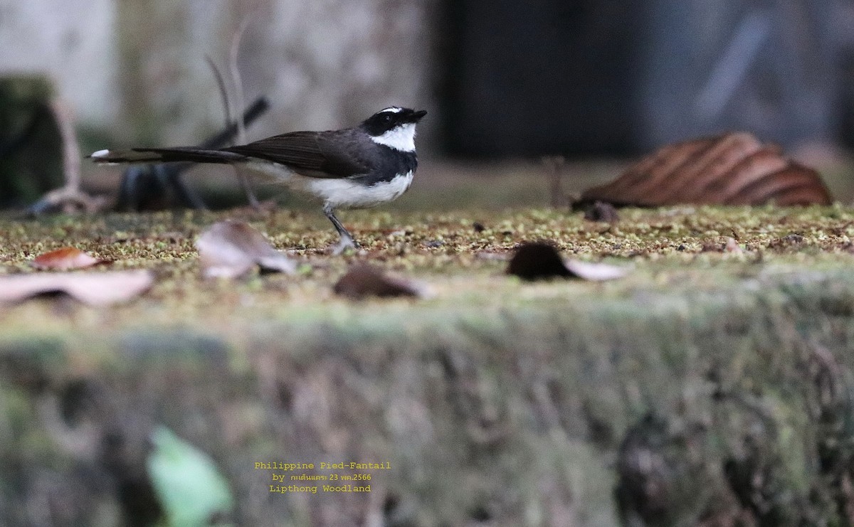 Philippine Pied-Fantail - Argrit Boonsanguan