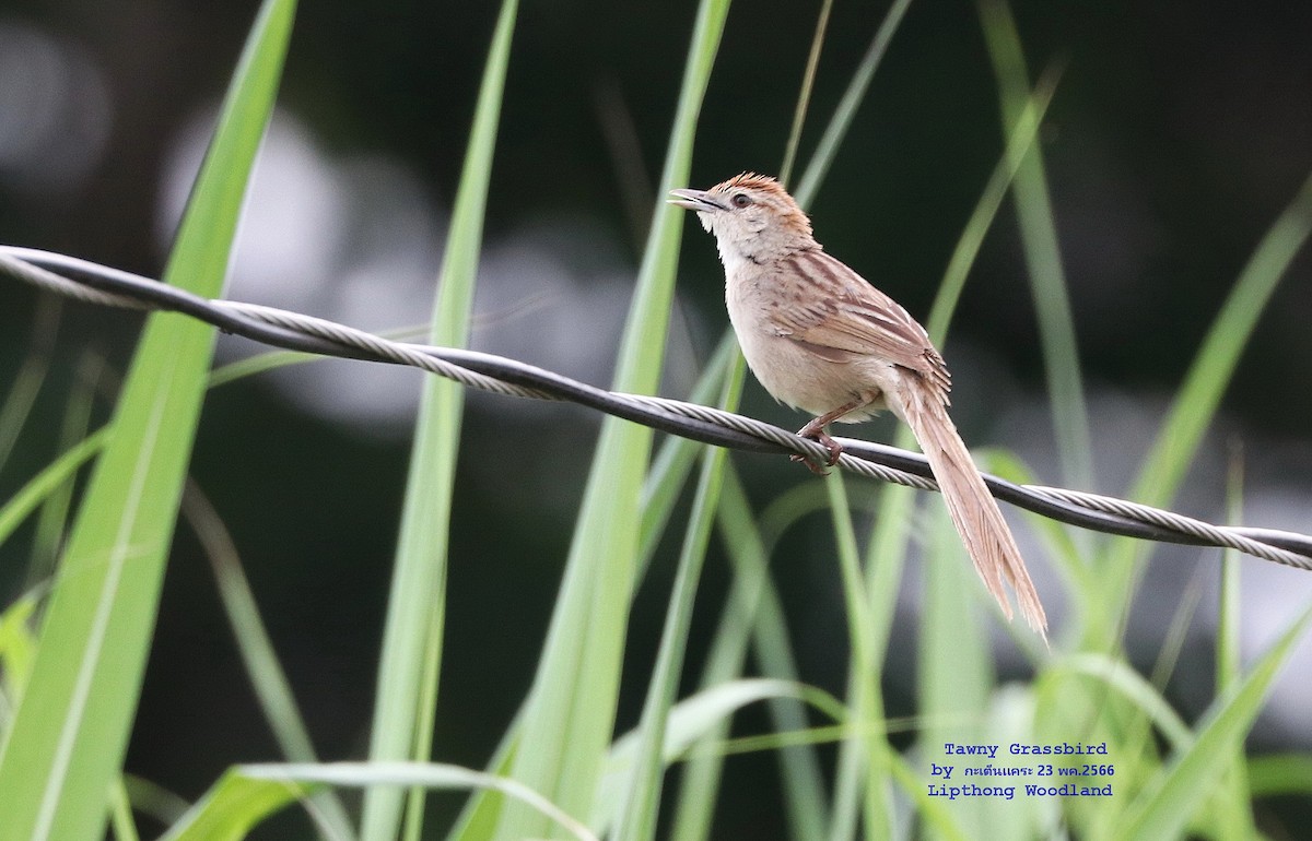 Tawny Grassbird - Argrit Boonsanguan