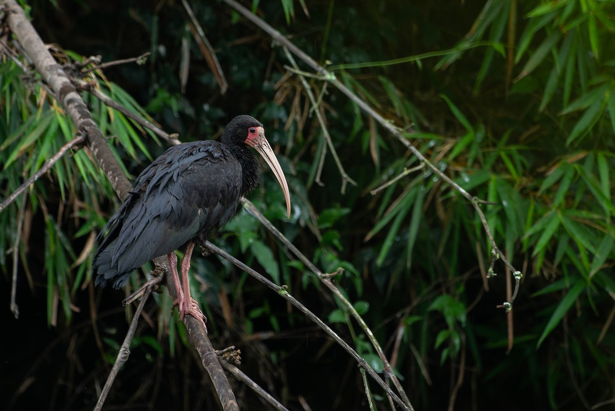 ibis tmavý - ML579959211
