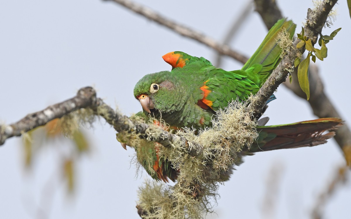 Santa Marta Parakeet - Christoph Moning