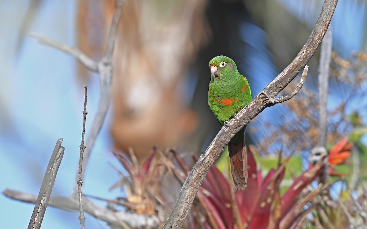 Santa Marta Parakeet - ML579959281