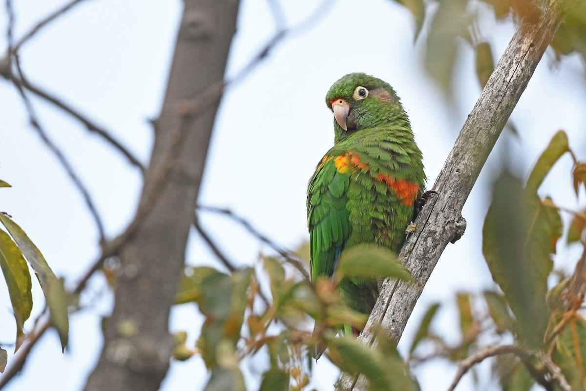 Santa Marta Parakeet - ML579959321