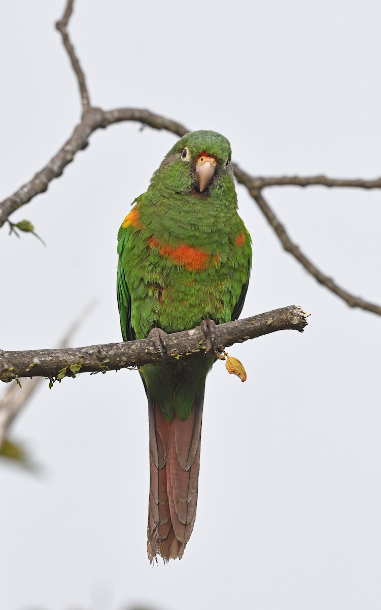 Santa Marta Parakeet - ML579959371