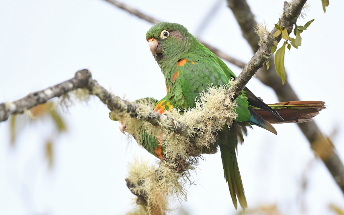 Santa Marta Parakeet - Christoph Moning