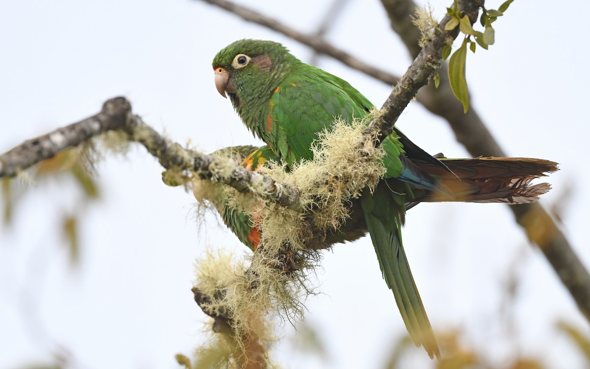 Santa Marta Parakeet - ML579959391