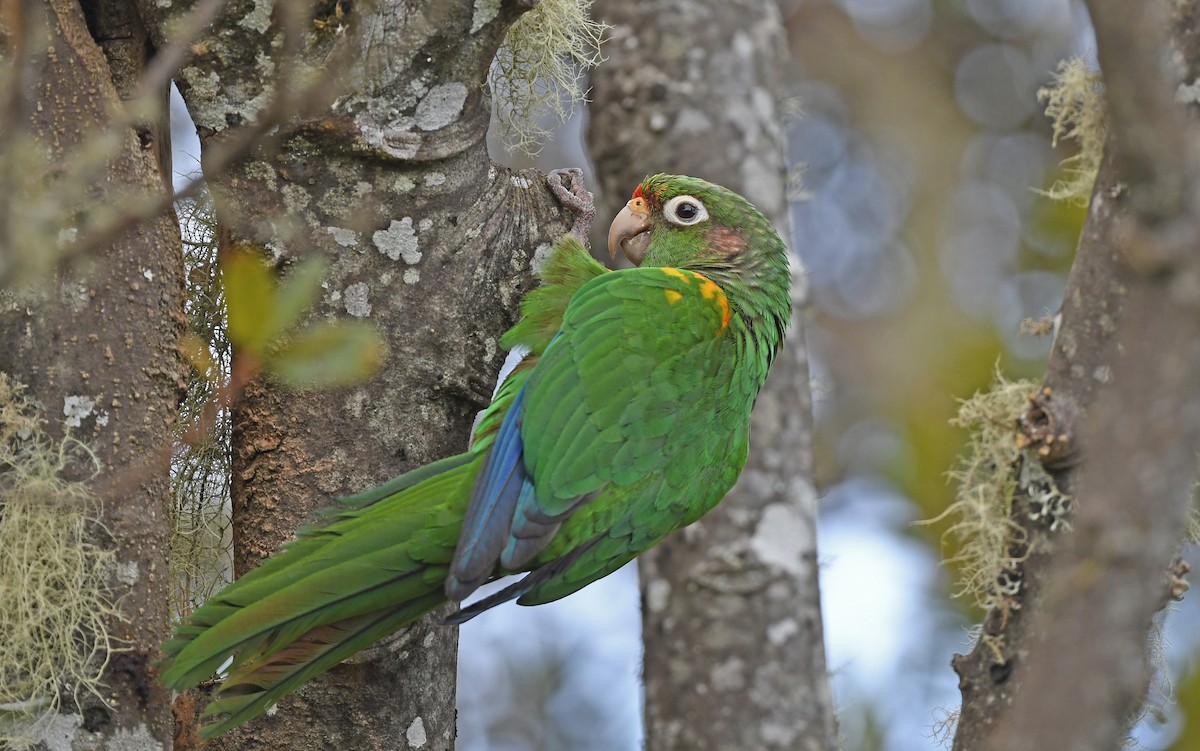 ミドリアカオウロコインコ - ML579959401